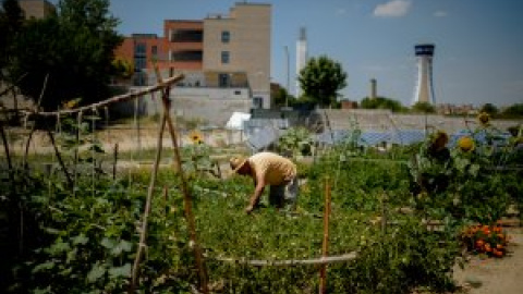 En busca del tomate que sabe a tomate