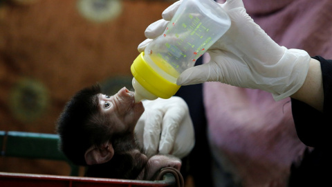 Un bebé babuino de un zoo. REUTERS/Raneen Sawafta