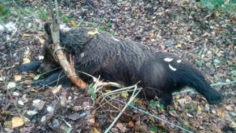 Hallan muerta en León una osa parda atrapada en una trampa ilegal