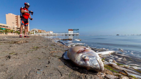 Peces muertos en la playa del Mar Menor tras la gota fría de octubre (Murcia)./ Marcial Guillén (EFE)