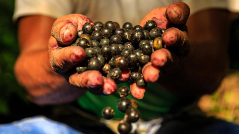 25/09/19 - La pulpa del açaí, fruto amazónico, es uno de los alimentos más populares de Brasil. DIEGO BARAVELLI/ GREENPEACE