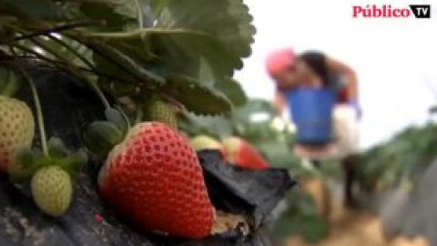 Más protección para las temporeras de la fresa en Huelva