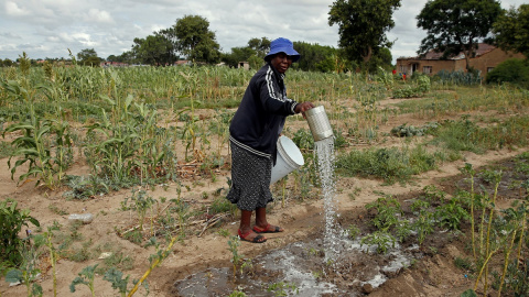 Una mujer usa agua de pozo para regar cultivos marchitos por una sequía prolongada en Bulawayo, Zimbabwe. (REUTERS / Philimon Bulawayo)