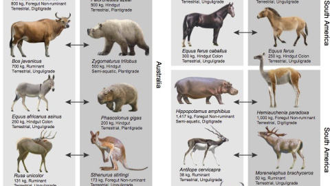 Los herbívoros introducidos comparten muchos rasgos ecológicos clave con especies extintas en todo el mundo. Universidad de Kansas/Oscar Sanisidro.