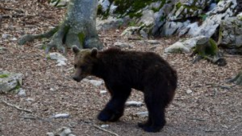 Els últims dies de l'ós Goiat al Pirineu