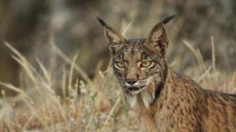 Matan a tiros a un lince ibérico en los bosques de Córdoba