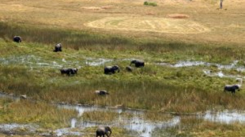 Botsuana autoriza la caza de elefantes por su impacto en la población y el turismo de safari