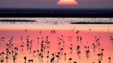 Así se echó a perder Doñana, la joya medioambiental de España