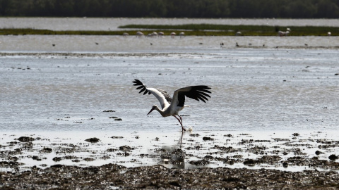 Una cigüeña blanca vuela de un pantano en el parque nacional de Donana en Huelva. AFP/Cristina Quicler