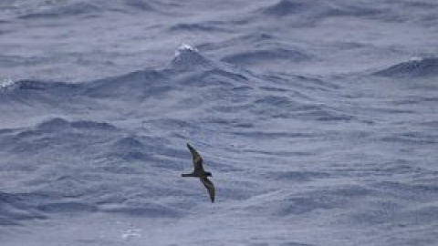 Aves marinas, centinelas de la crisis climática