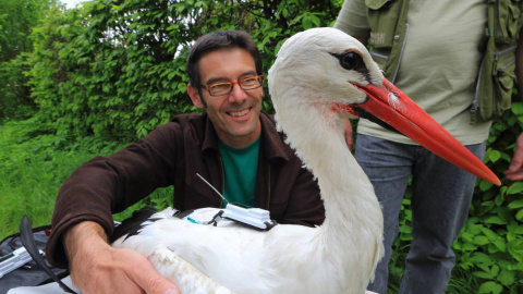 El investigador Martin Wikelski con una cigüeña blanca etiquetada. / MPIAB, Christian Ziegler