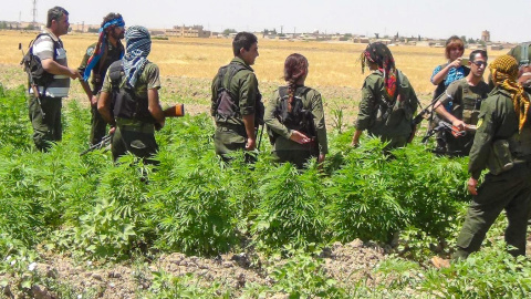 Milicianos de las SDF hallan una plantación de marihuana en un cultivo de la Administración Autónoma del Norte y el Este de Siria.