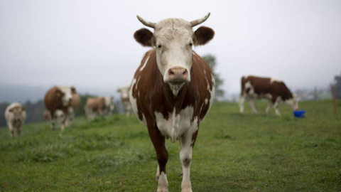 Vacas en un prado, en una imagen de archivo. / EFE