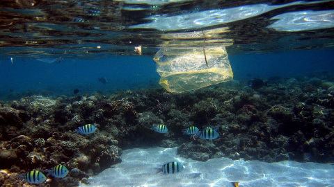 Peces y bolsas de plástico comparten espacio | EFE/ Mike Nelson