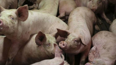 Un grupo de cerdos en una granja. REUTERS