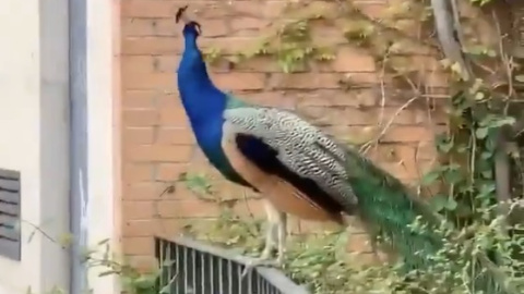 Un pavo real en las calles de Madrid