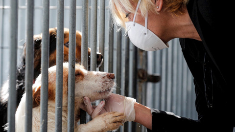 Una mujer protegida con guantes y mascarilla acaricia uno de los perros que se encuentran acogidos en las instalaciones de la perrera Ribamontes de Cheste, Valencia. EFE