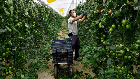 Un agricultor de La Mojonera (Almería), trabaja en la finca familiar. /EFE