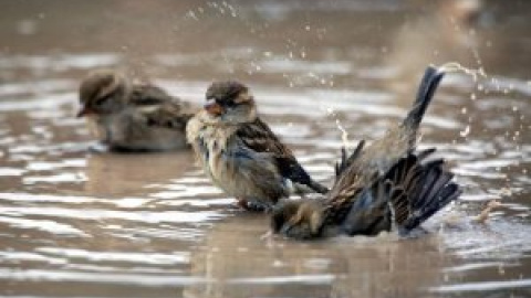 SEO/BirdLife alerta de la pérdida de 30 millones de gorriones en España