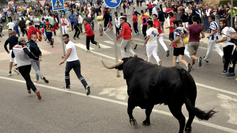 El morlaco de nombre "Pelado" protagoniza la celebración del Toro de la Peña, en Tordesillas (Valladolid), sustituto del prohibido Toro de la Vega. Cinco siglos después, la villa de Tordesillas (Valladolid) celebra hoy sus fiestas patronales sin su tra