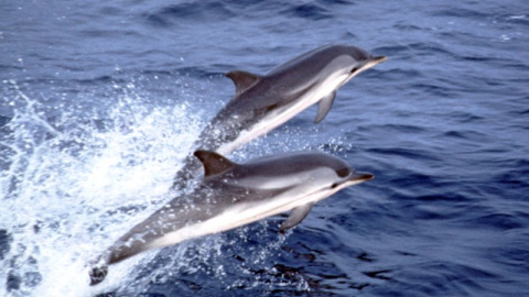 Delfines listados en el Mediterráneo.- A. AGUILAR/IRBIO-UB