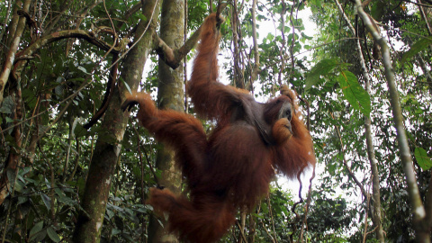 El orangután de Tapanuli es uno de los más vulnerables del mundo. / REUTERS