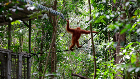 El orangután de Tapanuli es uno de los más vulnerables del mundo. / REUTERS