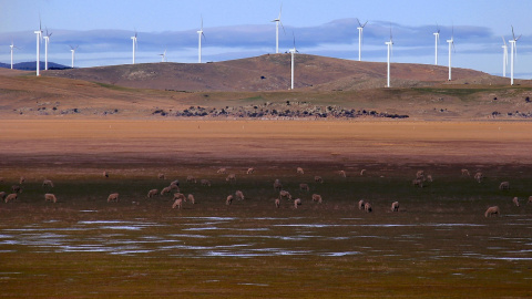 Unas ovejas pastan frente a los aerogeneradores de un parque eólico de la australiana Infigen Energy ubicado en las colinas que rodean el lago George, cerca de Canberra. REUTERS/David Gray