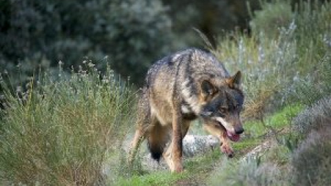 Aire Libre de febrero: el mes del lobo y las camelias