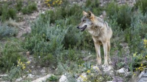 Matan a tiros a un lobezno de seis meses que participaba en un proyecto piloto de Madrid