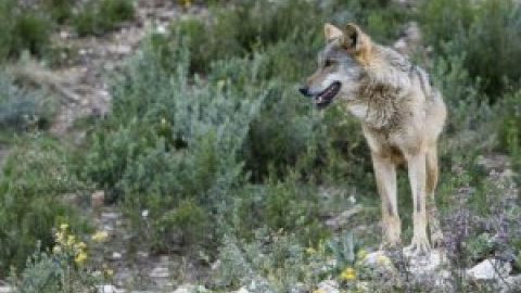 Andalucía se resiste a declarar el lobo en peligro de extinción pese a su crítico estado