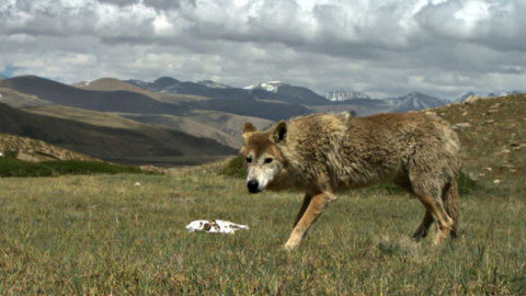 Un ejemplar de lobo del Himalaya a 5.000 metros de altitud. / Geraldine Werhahn