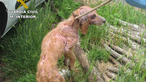 Imagen de uno de los perros rescatados por la Guardia Civil. SEPRONA/Europa Press