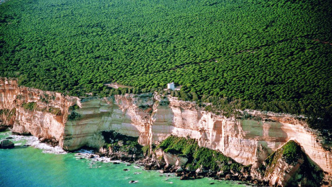 Vista del pinar de Barbate. Junta de Andalucía