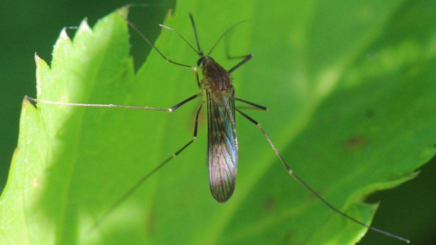 El mosquito Culex pipiens, principal vector del virus del Nilo Occidental junto al Culex perexiguus. / AfroBrazilian (Wikimedia)