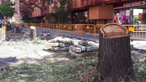 Tala de árboles en calle Marques de Lozoya (Madrid)