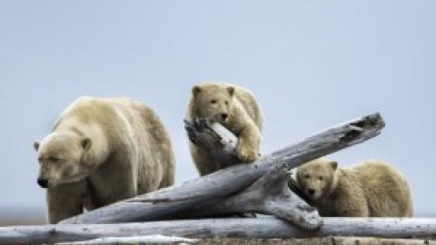 Los osos polares están en peligro de extinción por el cambio climático