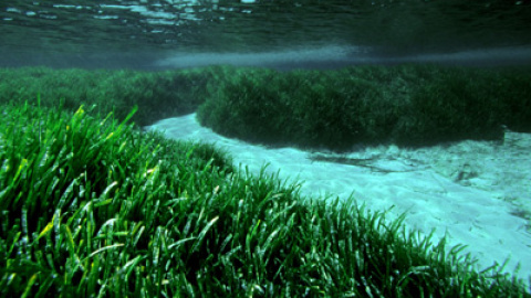 En Formentera se encuentra la posidonia más grande identificada, una pradera de 15 kilómetros.-