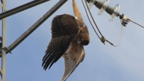 Una década de miles de aves electrocutadas con total impunidad