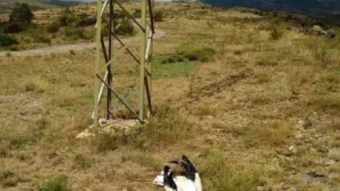 Mueren electrocutadas 26 cigüeñas en dos días en el Delta del Ebro