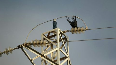 Cuervo electrocutado en un tendido eléctrico./ Fiscalía de Medio Ambiente