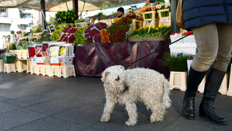 Perro Alemania