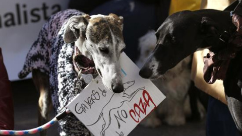 Dos galgos en una manifestación. EFE/Archivo