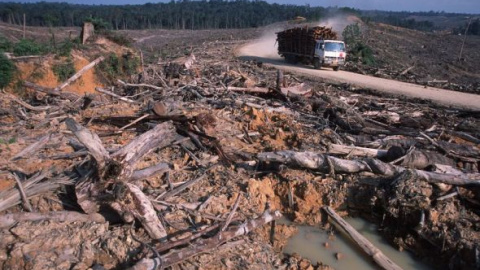 Deforestación ilegal para una empresa papelera y plantación para generar aceite de palma en Sumatra. Foto: Alain Compost / WWF.