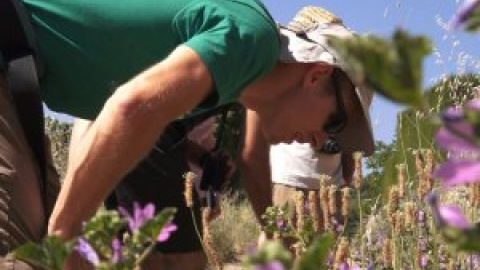 Los insectos han proliferado en las ciudades gracias al confinamiento