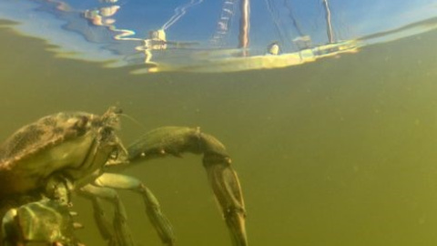 Estado de las aguas de la albufera en octubre / Javier Ferrer / ANSE.