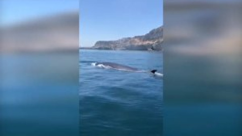 La ausencia del ruido humano atrae a ballenas y delfines hasta las costas