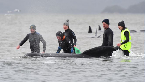 Las ballenas se encuentran atascadas en varios bancos de arena de la bahía de Macquarie, en el oeste de Tasmania. / Reuters