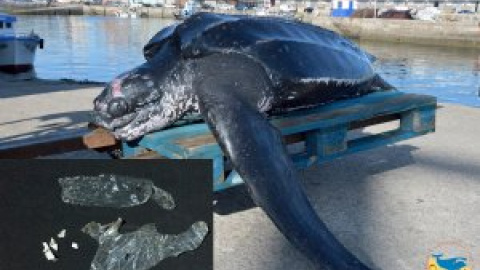 Muere una tortuga de 175 kilos en Vigo tras ser atrapada accidentalmente por una nasa