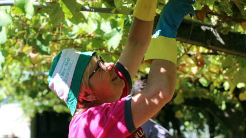 Una agricultora gallega vendimiando en Vilanova de Arousa. / Alba Tomé.